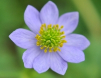 Bright big blue flowers over soft green fresh foliage.